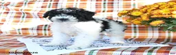 Mini Goldendoodle dogs for sale: Abby - Ad 3