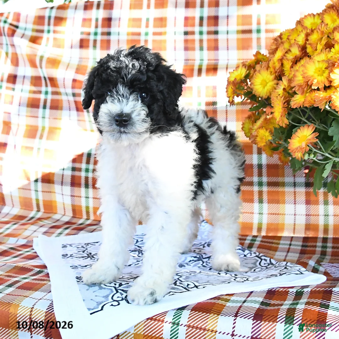 Mini Goldendoodle dogs for sale: Abby - Ad 3