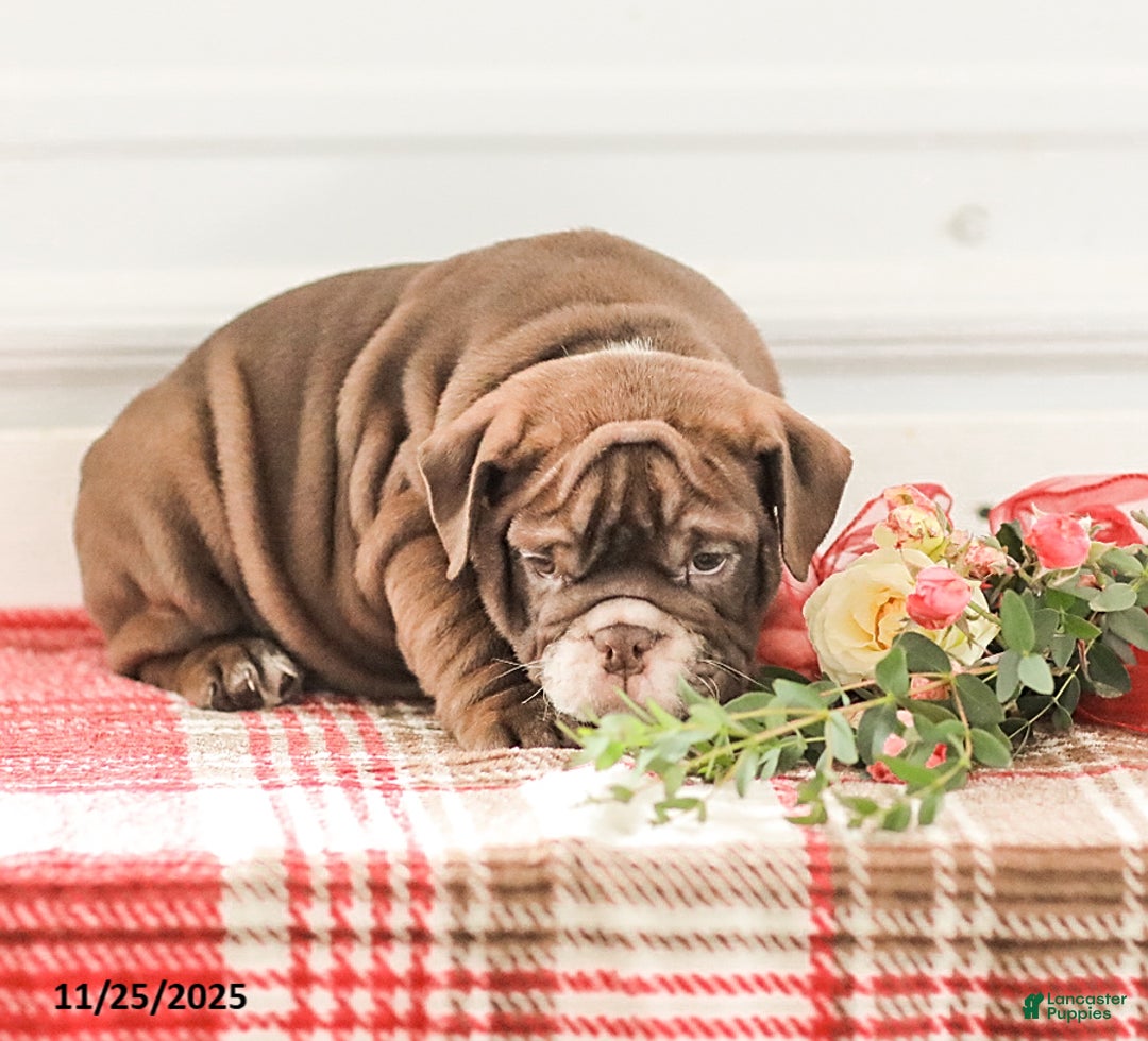 English Bulldog dogs for sale: Rhoda - Ad 15