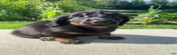 Miniature Dachshund dogs for sale: Maple - Ad 8