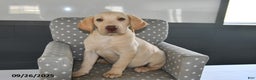 Labrador Retriever dogs for sale: Biscuit - Ad 1