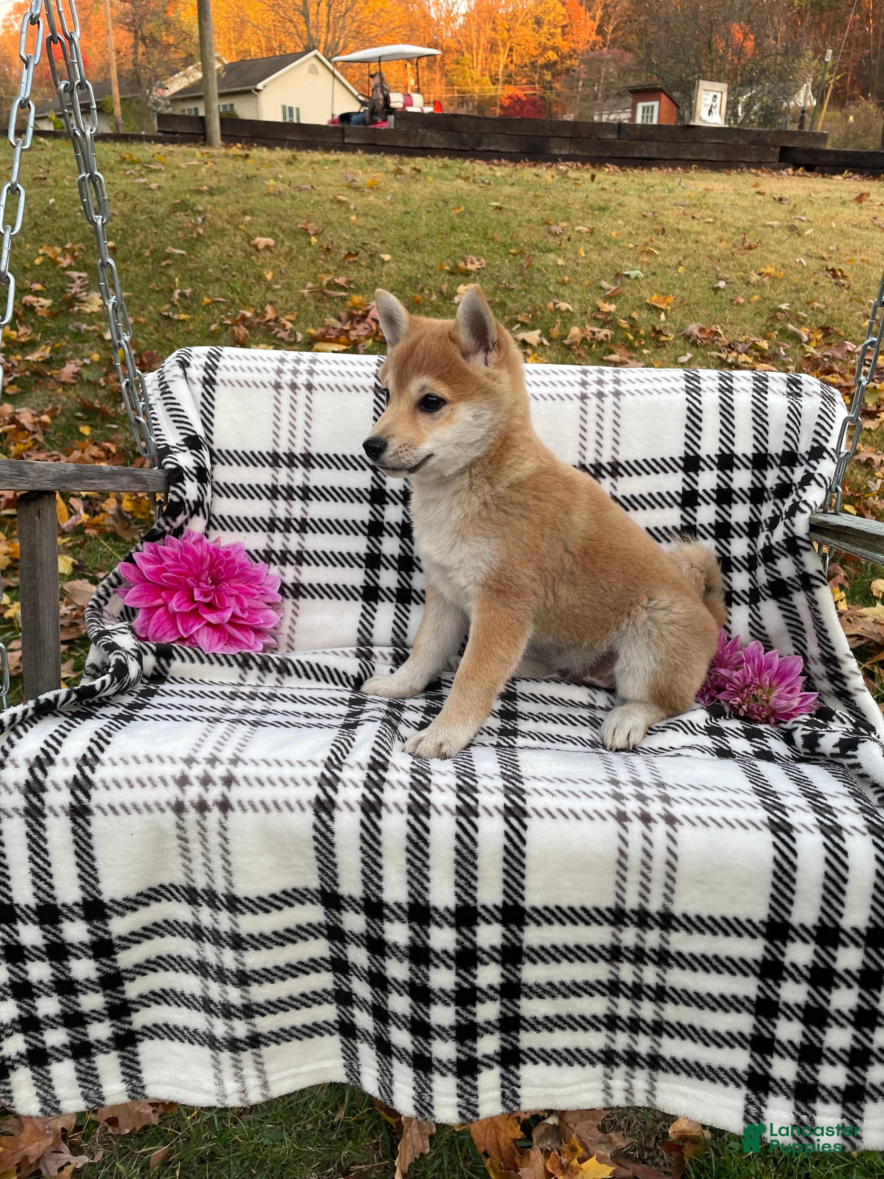 Shiba Inu dogs Frisky - Ad 6