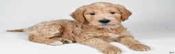 Labradoodle dogs for sale: Newton - Ad 4