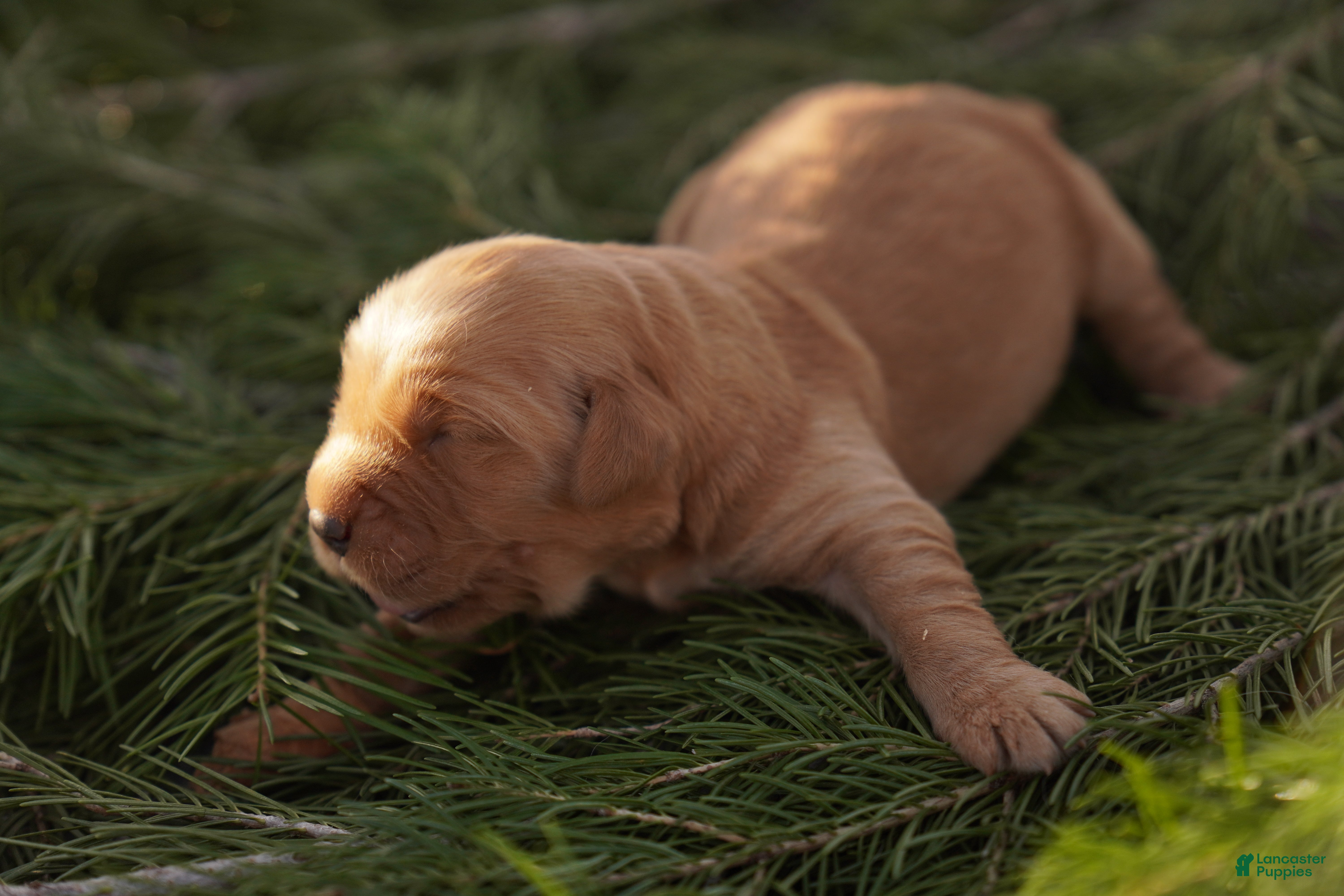 Golden Retriever dogs Emma - AKC, Genetically Clear - Ad 6