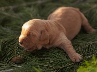 Golden Retriever dogs Emma - AKC, Genetically Clear - Ad 6