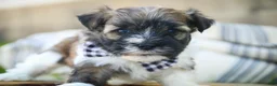 Havanese dogs for sale: Rookie Havanese  - Ad 15