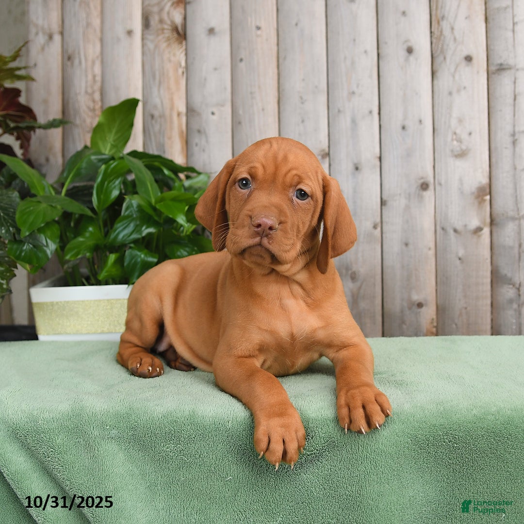 Vizsla dogs for sale: Heidi - Ad 3