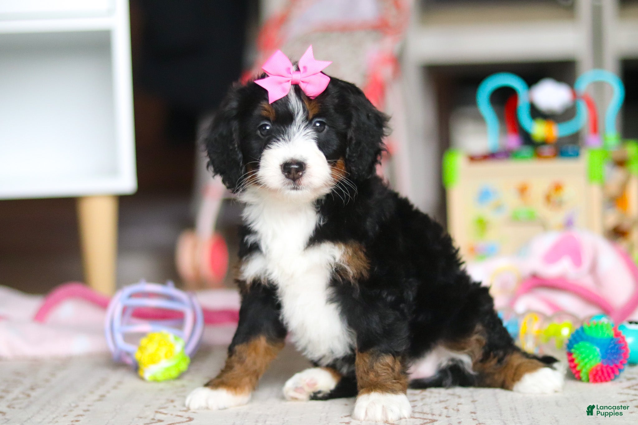 Mini Bernedoodle dogs Sky - Ad 1