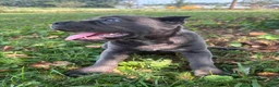 Cane Corso dogs for sale: Rianna - Ad 4