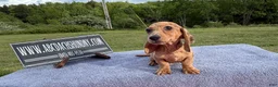 Miniature Dachshund dogs for sale: Brindle boy  - Ad 4