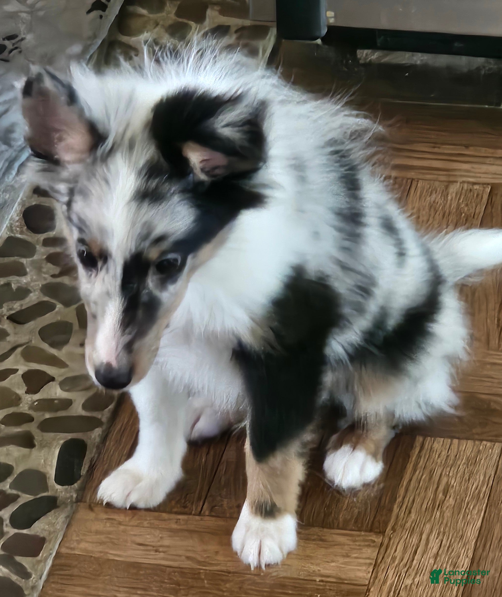 Shetland Sheepdog dogs Shetland Sheepdog Puppy 1 - Ad 39