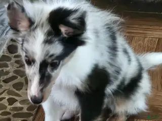 Shetland Sheepdog dogs Shetland Sheepdog Puppy 1 - Ad 35