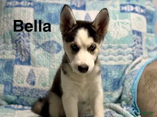 Siberian Husky dogs Siberian Husky Puppy 1 - Ad 4