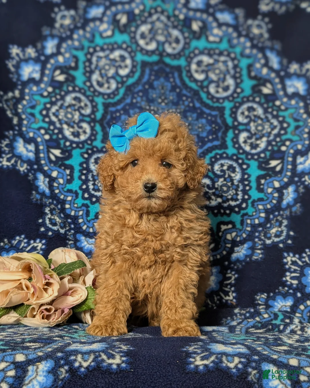 Toy Poodle dogs for sale: Ilyse 8 lbs Full Grown - Ad 2