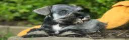 Miniature Schnauzer dogs for sale: Quest Miniature Schnauzer  - Ad 7