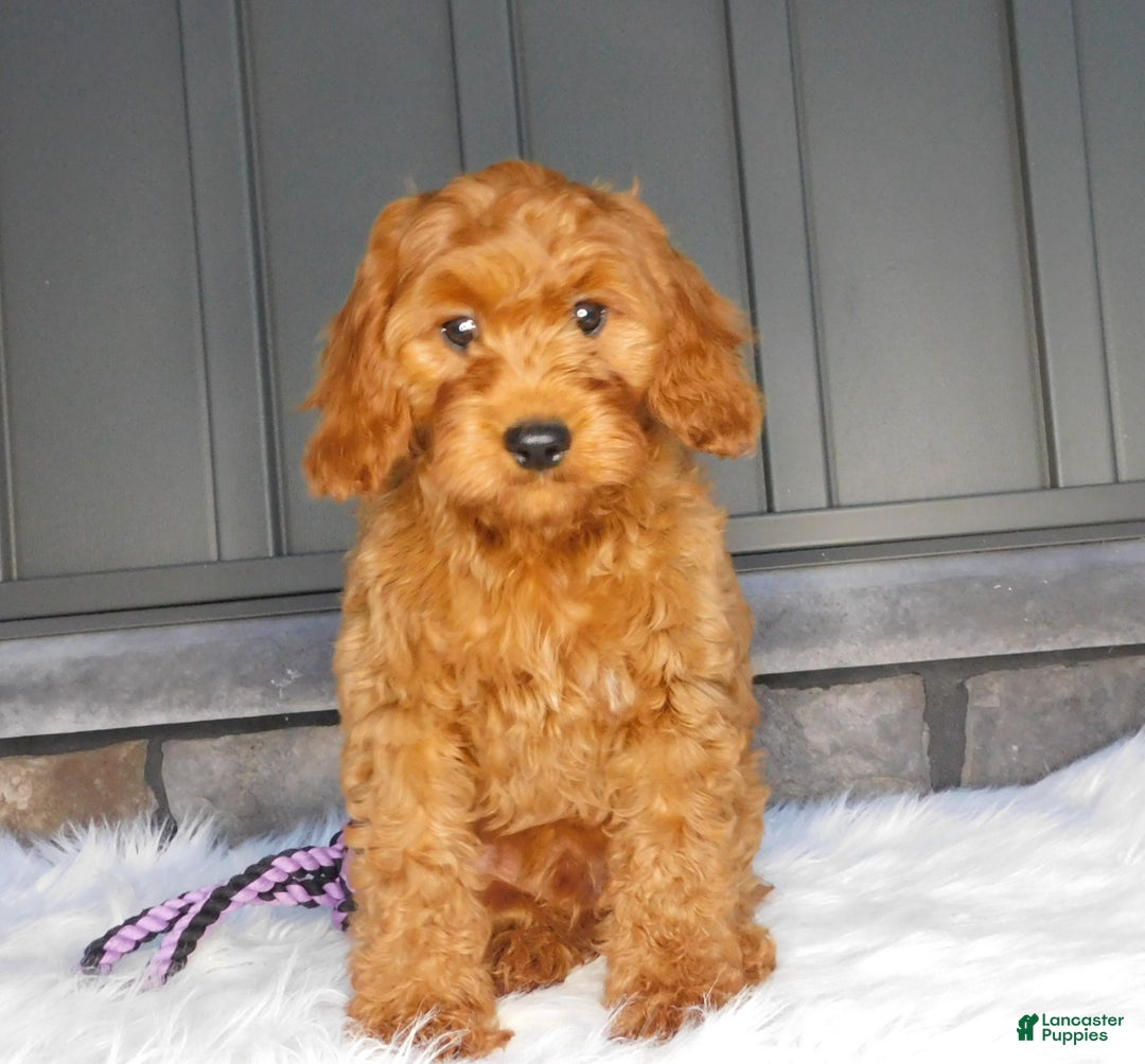 Charlie for sale in Millersburg Lancaster Puppies