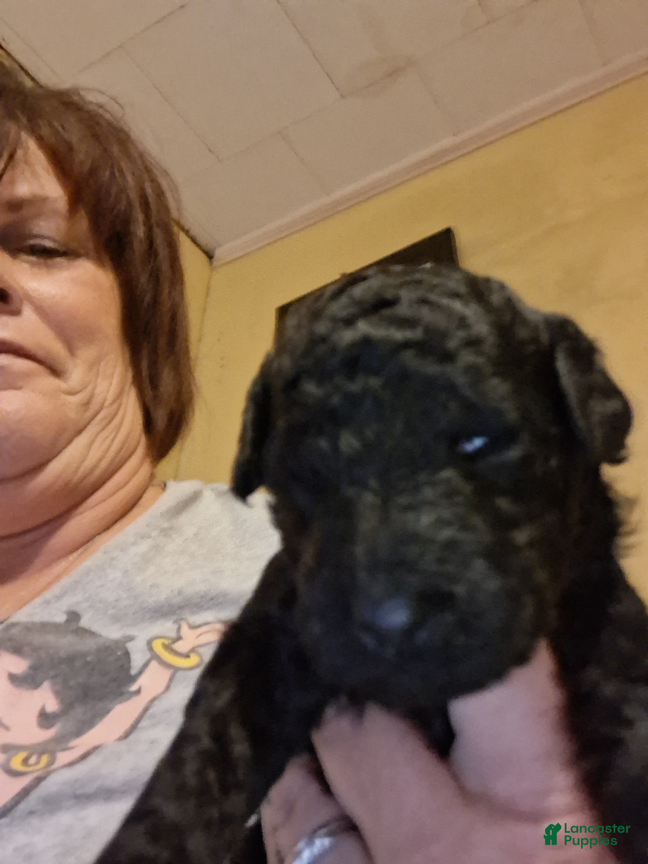 Standard Poodle dogs Standard Poodle 4 - Ad 31
