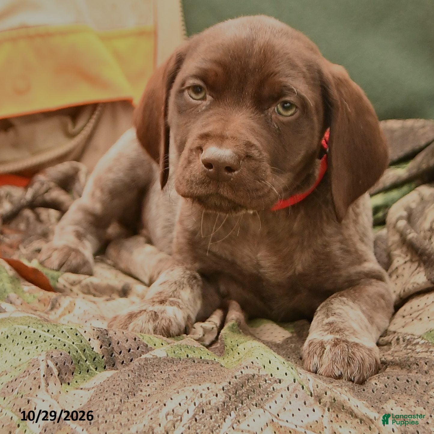 German Shorthaired Pointer dogs for sale: Sparrow - Ad 2