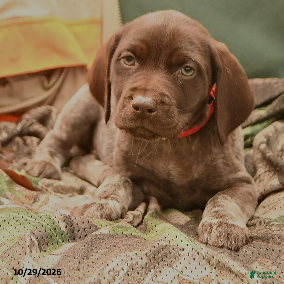 German Shorthaired Pointer dogs for sale: Sparrow - Ad 2