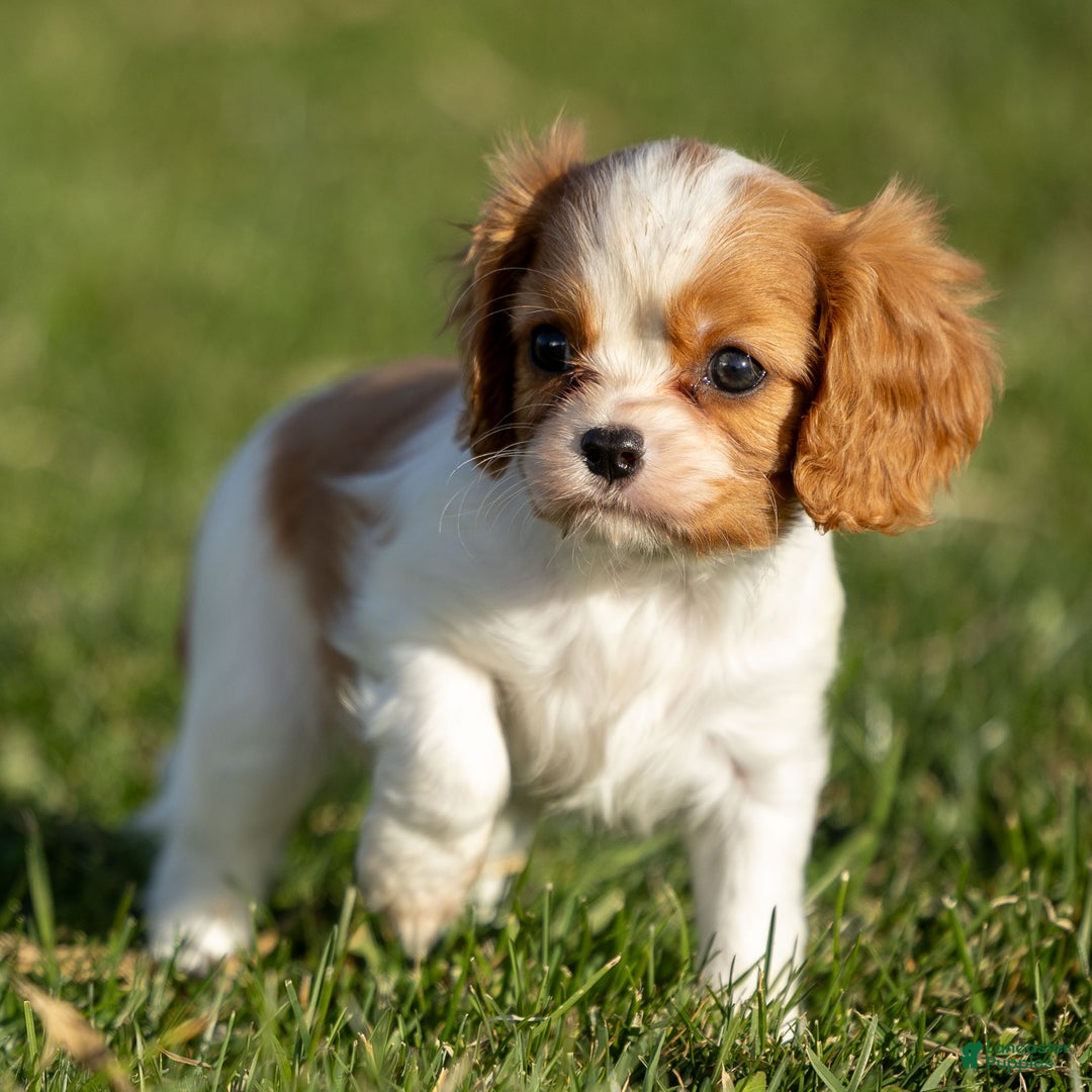 Cavalier King Charles Spaniel dogs for sale: Bailey - Ad 2