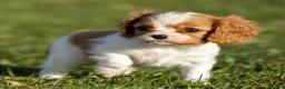 Cavalier King Charles Spaniel dogs for sale: Bailey - Ad 9
