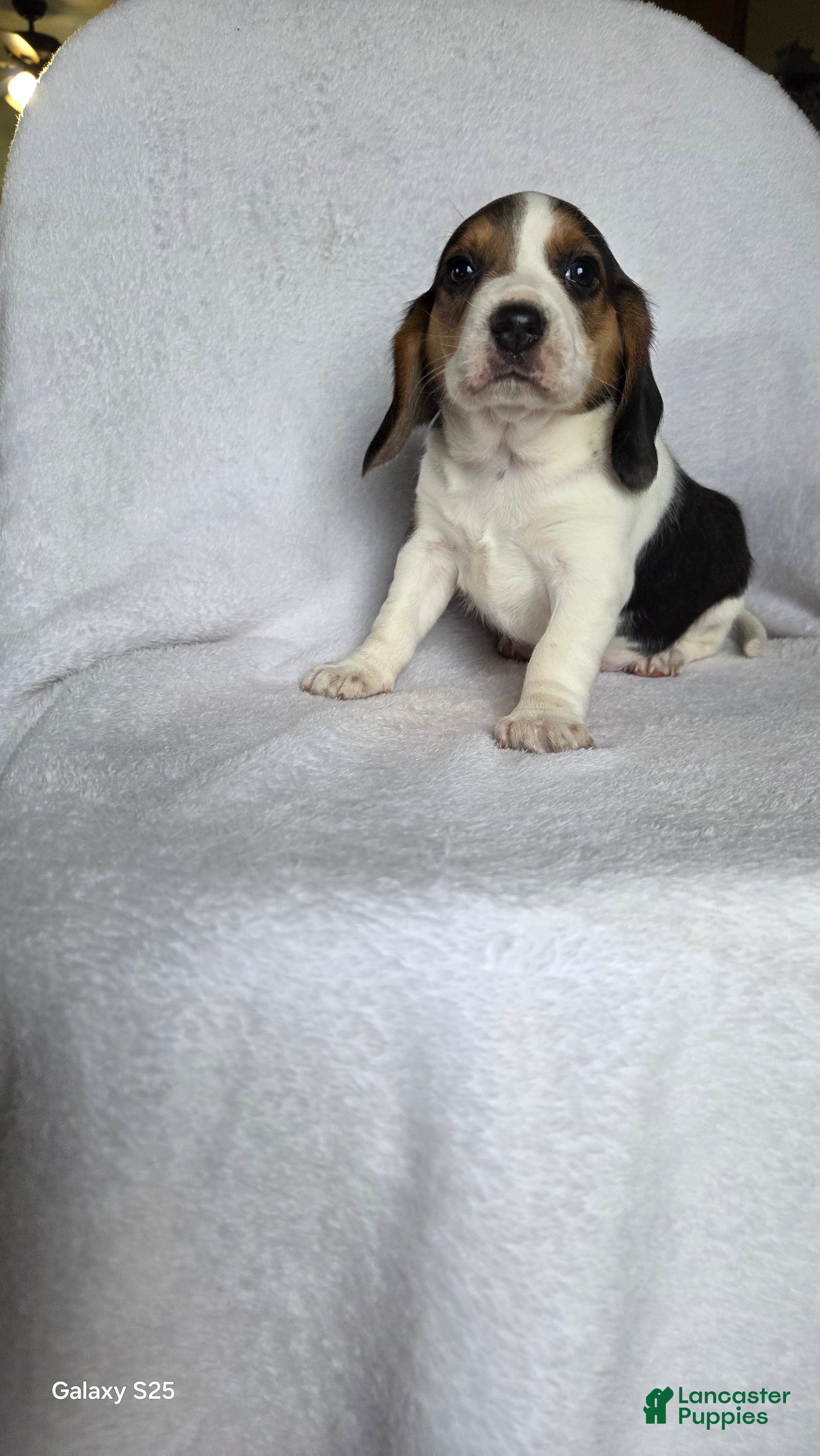 Beagle dogs Ranger - Ad 17