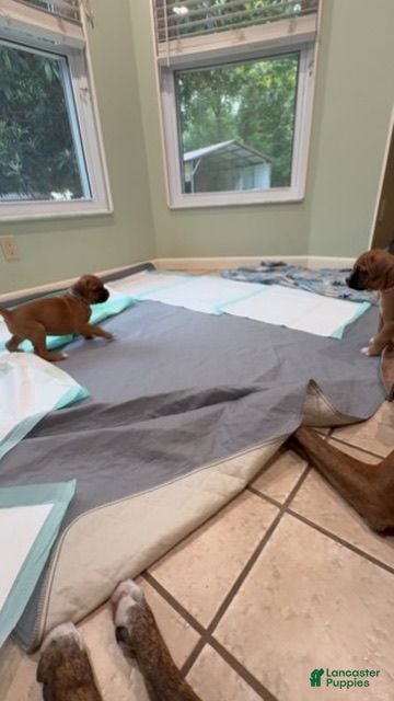 Boxer dogs Scrappy Doo - Ad 5