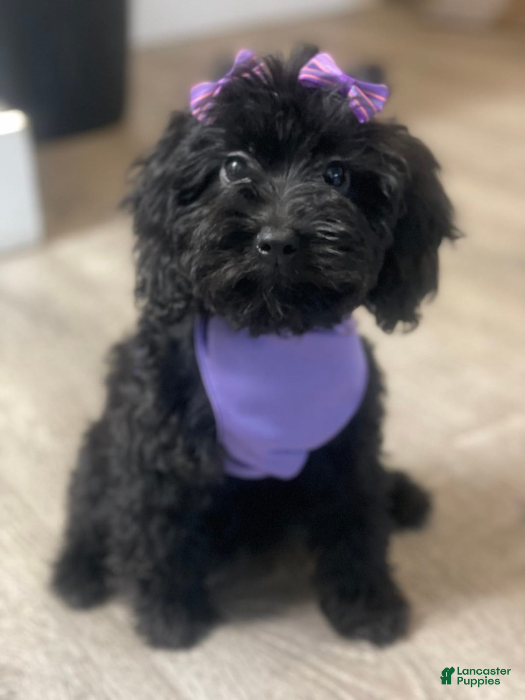 Gallery Image {{count}}