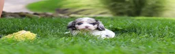 Cavapoo dogs for sale: Delilah - Ad 9