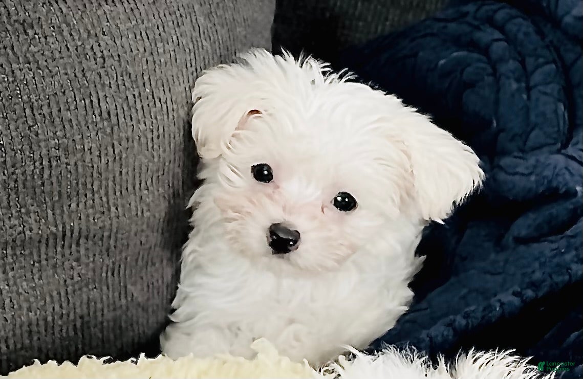 Maltese dogs Teacup Tenley - Ad 1
