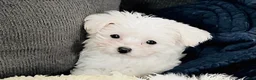 Maltese dogs for sale: Teacup Tenley - Ad 1