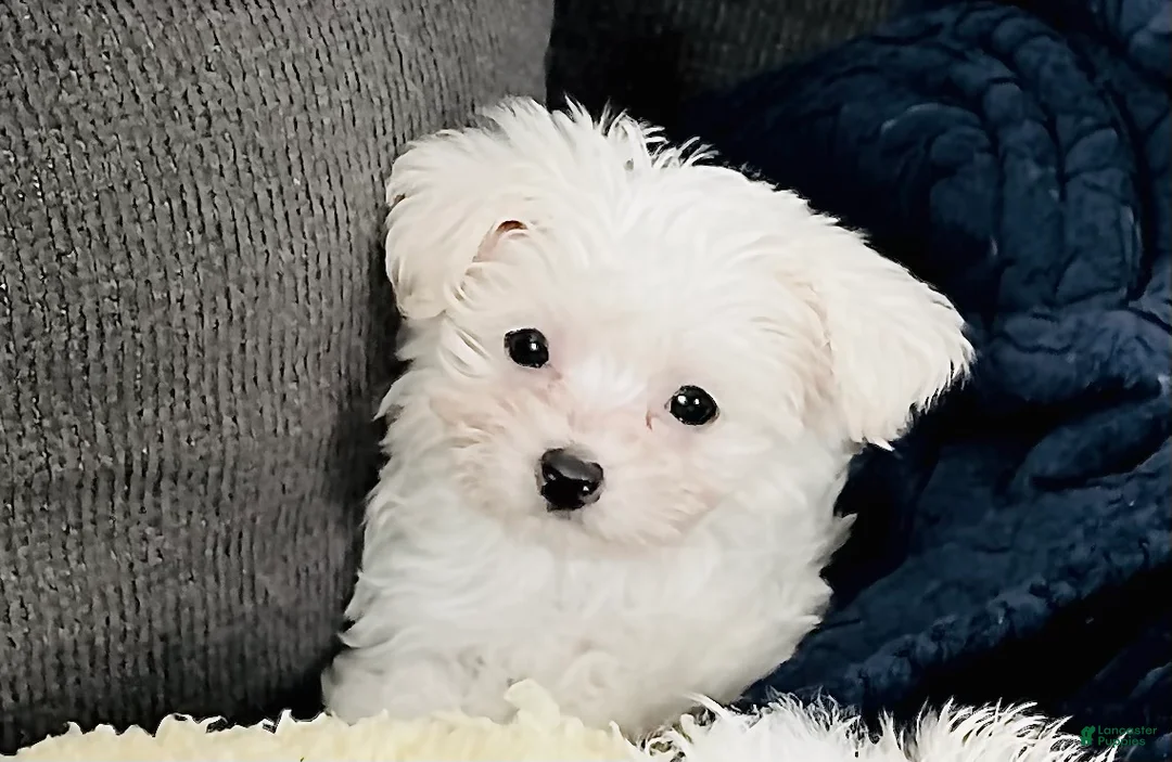 Maltese dogs for sale: Teacup Tenley - Ad 1