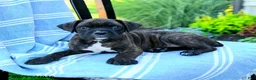 Boxer dogs for sale: Owen - Ad 5