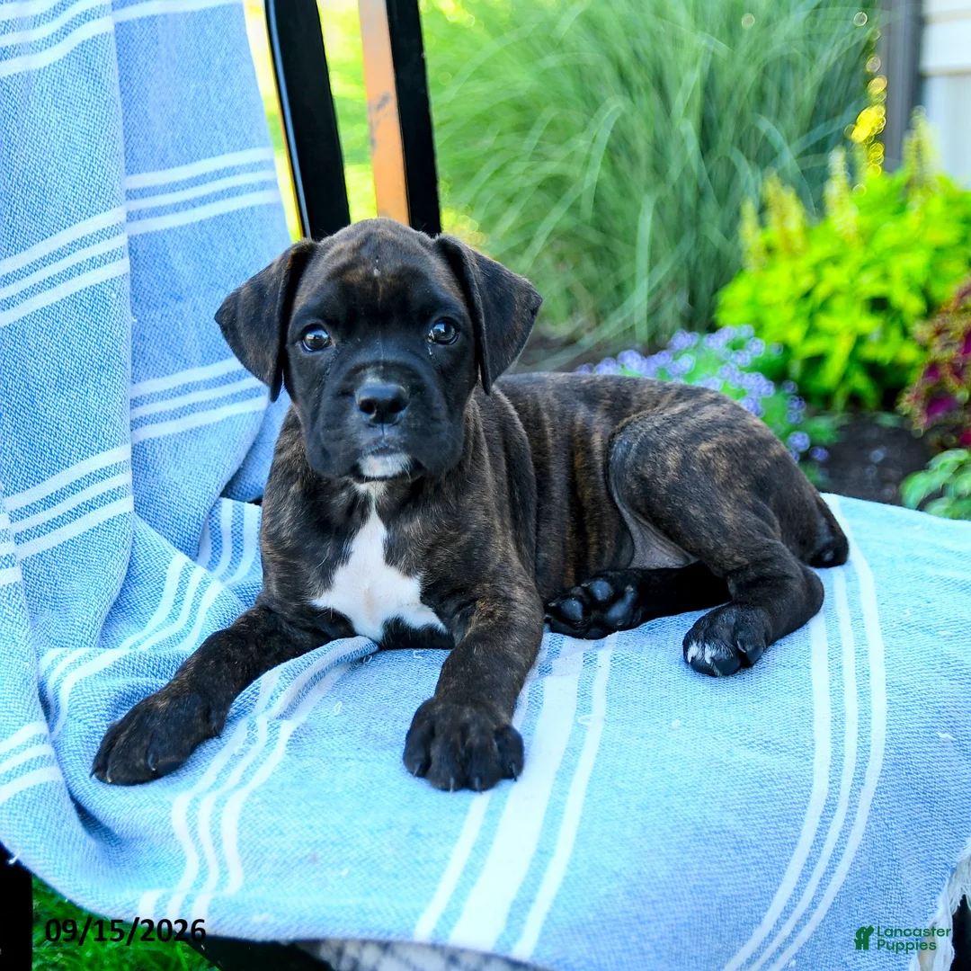 Boxer dogs for sale: Owen - Ad 5