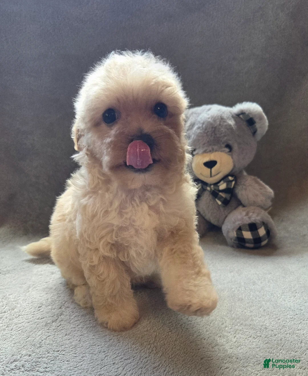 Maltipoo dogs for sale: Jackson - Ad 2