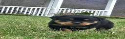 Rottweiler dogs for sale: Miss Brooklyn - Ad 2