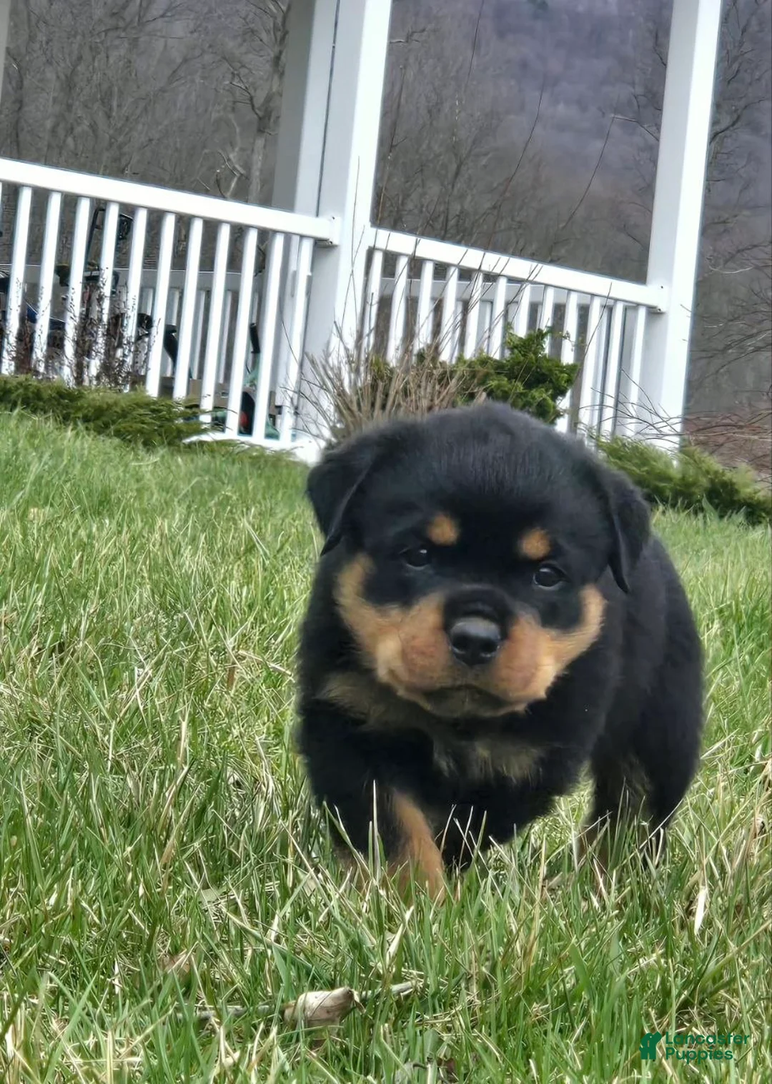 Rottweiler dogs for sale: Miss Brooklyn - Ad 2