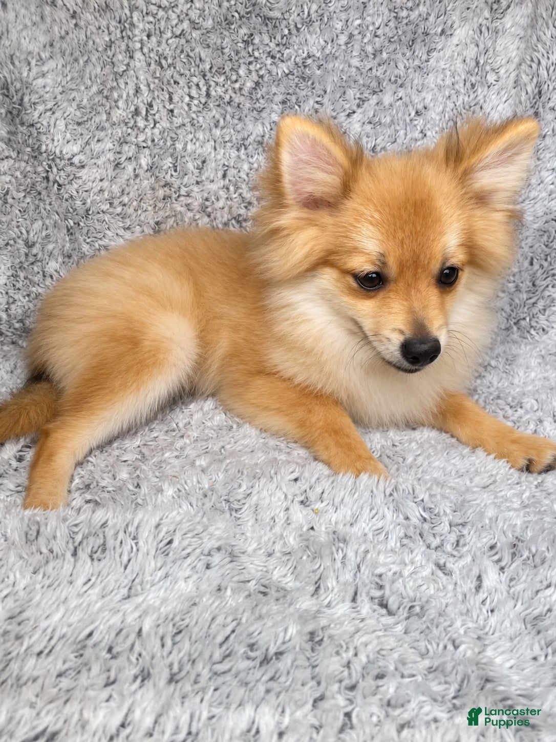 Pomeranian dogs Charlie  - Ad 1