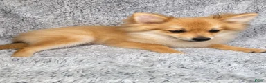 Charlie 