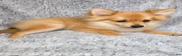 Pomeranian dogs for sale: Charlie  - Ad 1