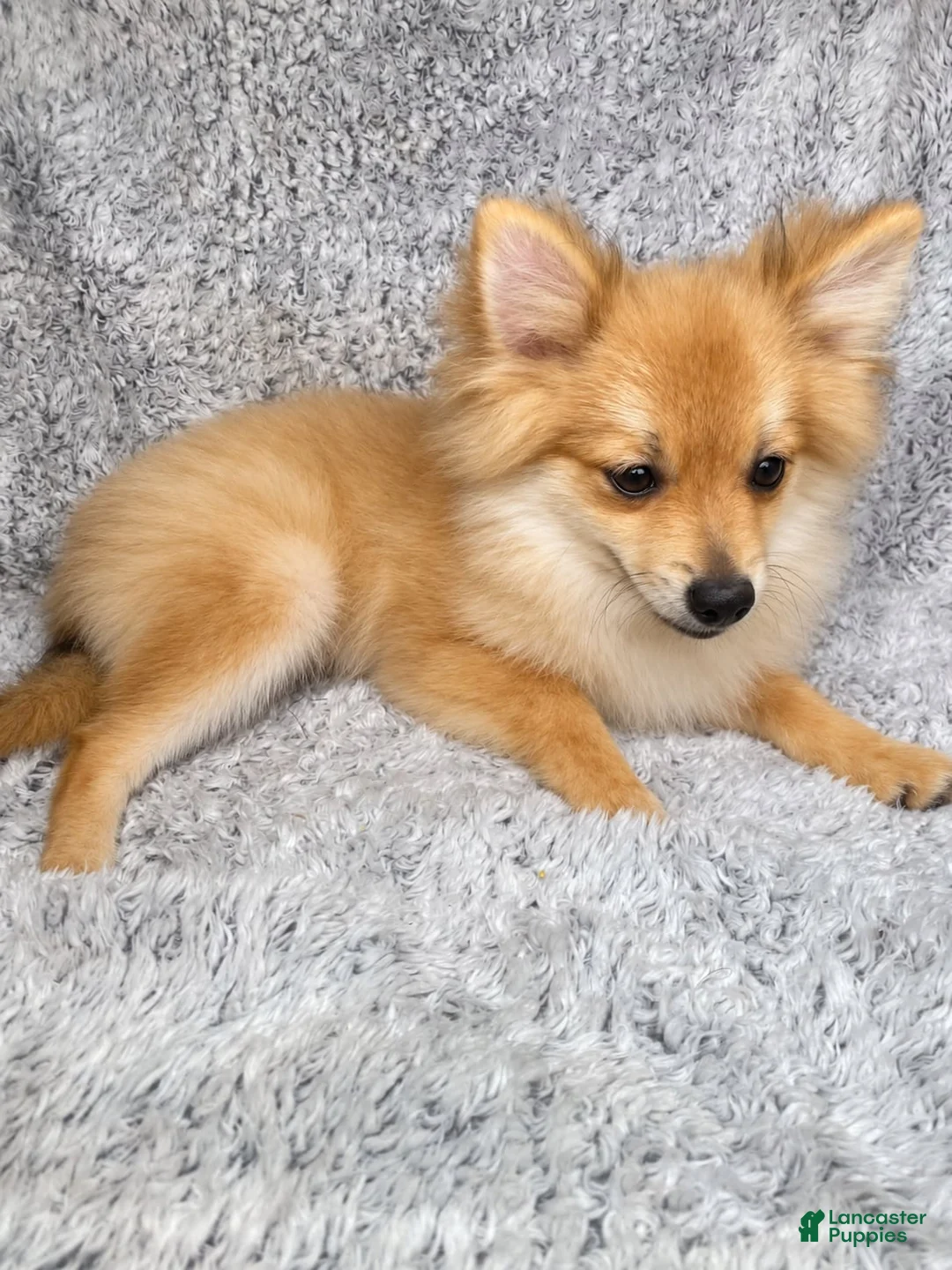 Pomeranian dogs for sale: Charlie  - Ad 1