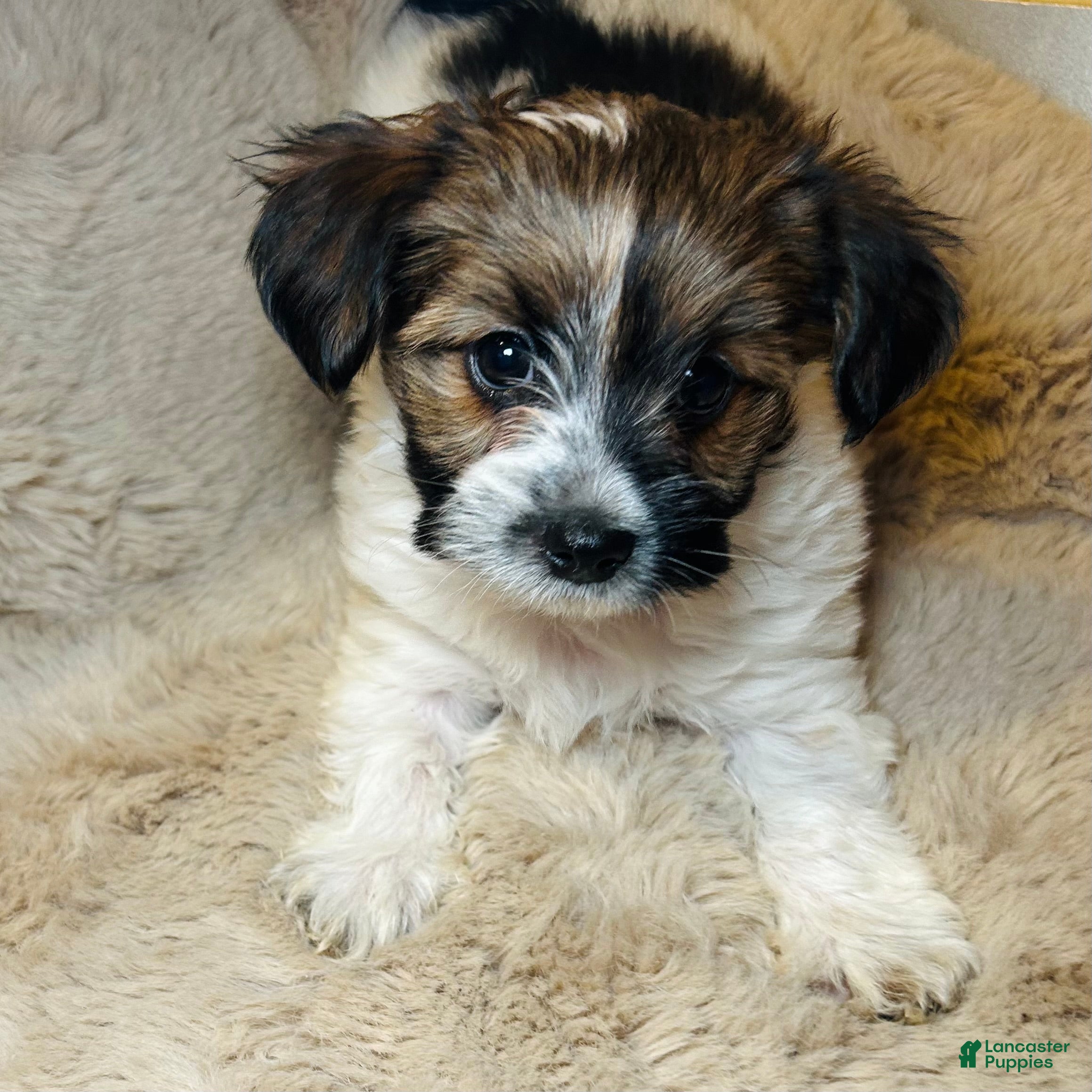 Mixed Breed dogs Little Noel  - Ad 3