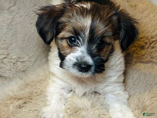 Mixed Breed dogs Little Noel - Ad 13