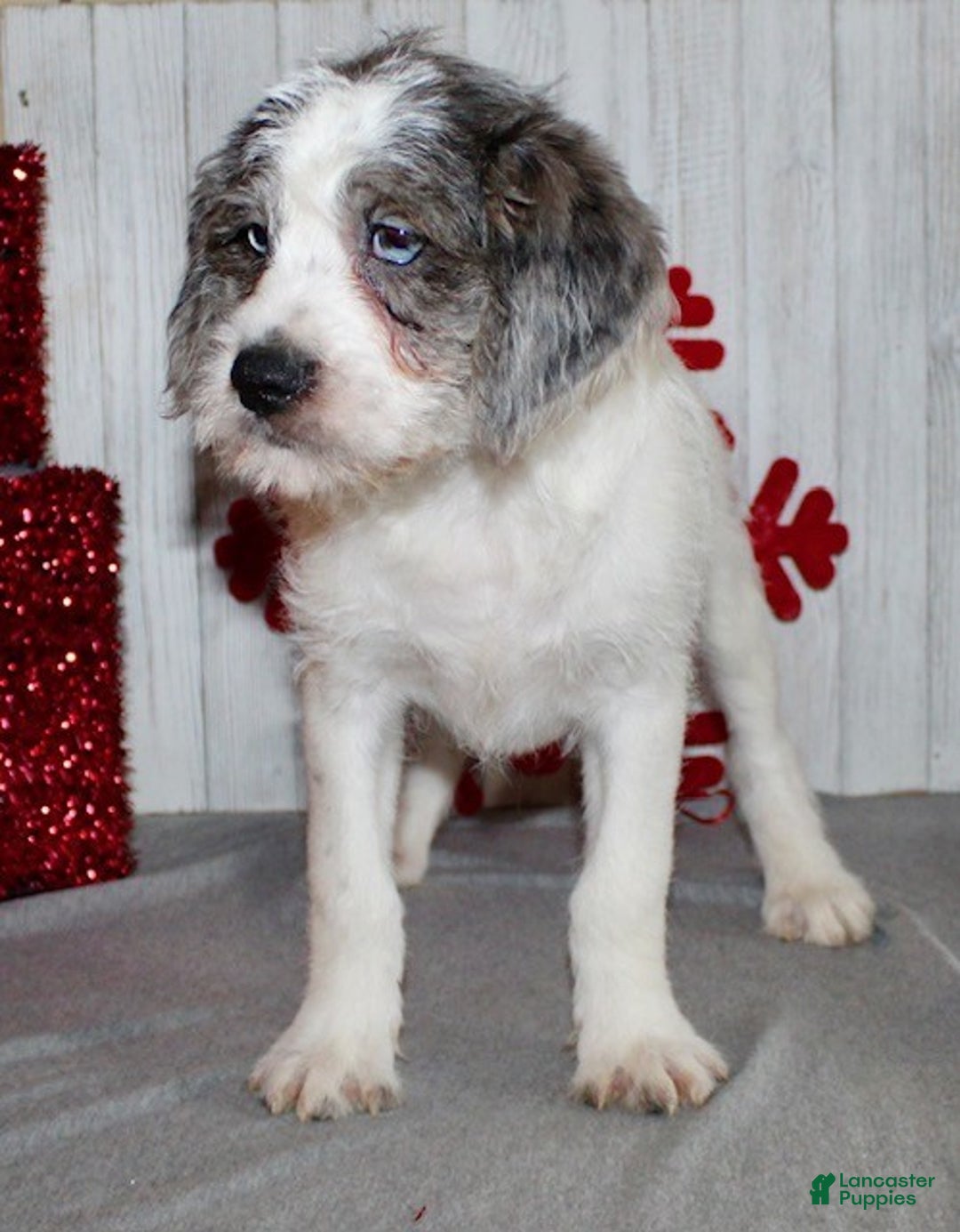 Mixed Breed dogs for sale: Brutus - Ad 4