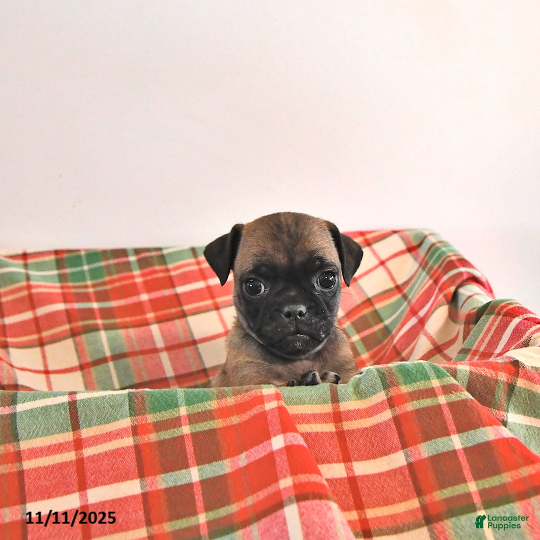 Jug dogs for sale: Marshal - Ad 3