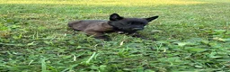 Belgian Malinois dogs for sale: Bruce Wayne (dark green) - Ad 3
