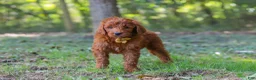 Goldendoodle dogs for sale: Max - Ad 4