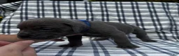 Cane Corso dogs for sale: Cane Corso Blue Collar - Ad 1
