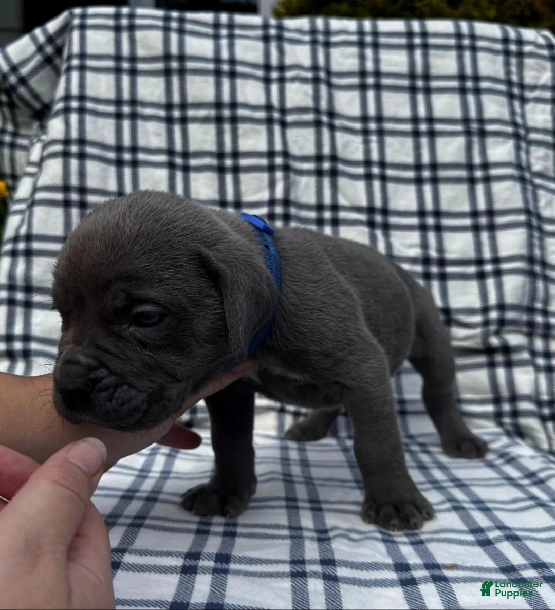 Cane Corso dogs for sale: Cane Corso Blue Collar - Ad 1