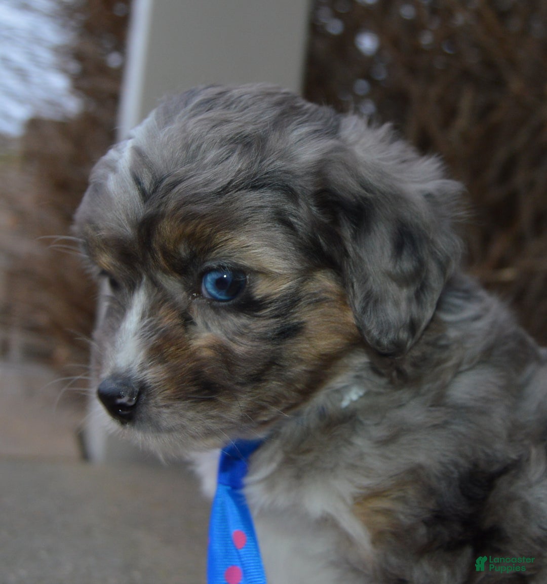 Mini Aussiedoodle dogs for sale: Mini Auggie - Ad 3